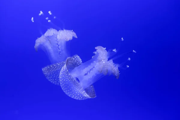 Background Lot Jellyfish Underwater World — Stock Photo, Image