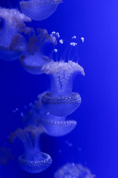 Antecedentes Montón Medusas Mundo Submarino — Foto de Stock