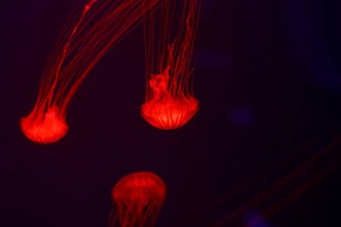 Denizanası, sualtı dünyasını çok arka plan