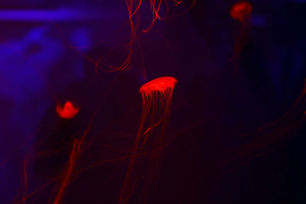Background Lot Jellyfish Underwater World — Stock Photo, Image