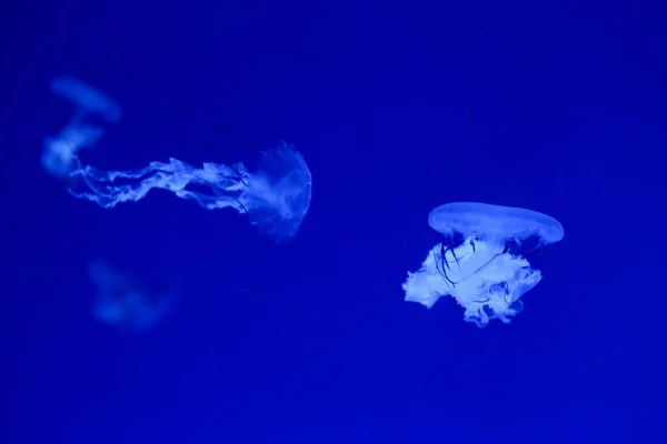 Hintergrund Eine Menge Quallen Unterwasserwelt — Stockfoto