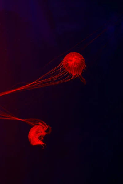 Фон Багато Медуз Підводний Світ — стокове фото