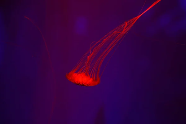 Denizanası Sualtı Dünyasını Çok Arka Plan — Stok fotoğraf