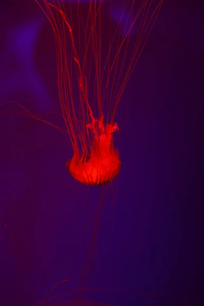 Contexte Beaucoup Méduses Monde Sous Marin — Photo