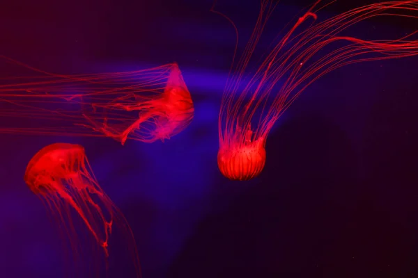 해파리 세계의 — 스톡 사진