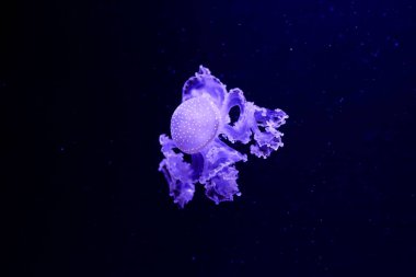 Güzel denizanası, medusa neon ışık ile balıkçı. Okyanus deniz anası sualtı hayatta. heyecan verici ve kozmik görme