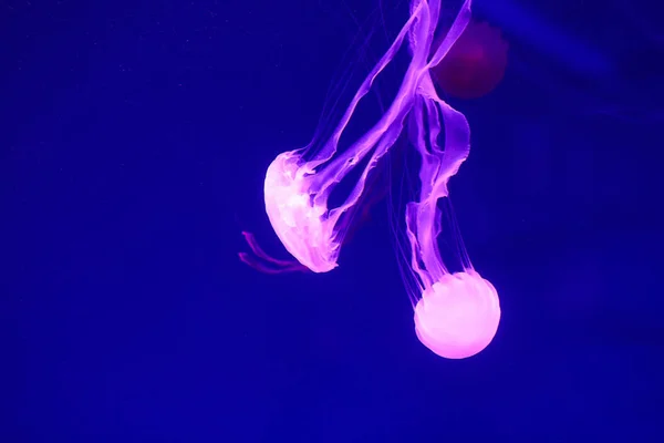 美しいクラ 魚とネオンの光の中のメデューサ 海クラ ゲの水中生活 刺激的で 宇宙の光景 — ストック写真