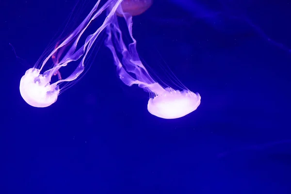 Mooie Kwallen Medusa Neon Licht Met Vissen Onderwater Leven Oceaan — Stockfoto