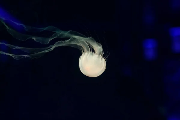Güzel denizanası, medusa neon ışık ile balıkçı. Okyanus deniz anası sualtı hayatta. heyecan verici ve kozmik görme