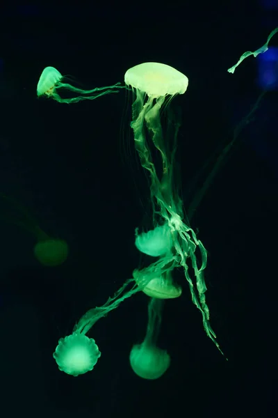 해파리 물고기와 해파리 생활입니다 흥미진진 우주의 — 스톡 사진