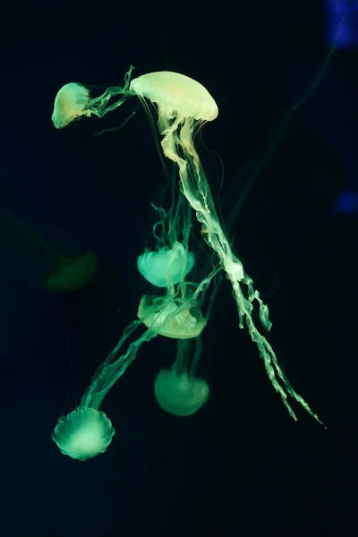 Güzel denizanası, medusa neon ışık ile balıkçı. Okyanus deniz anası sualtı hayatta. heyecan verici ve kozmik görme