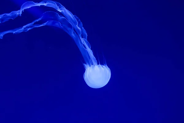 Gyönyörű Medúza Neon Fényben Hallal Medusa Víz Alatti Élet Óceáni — Stock Fotó