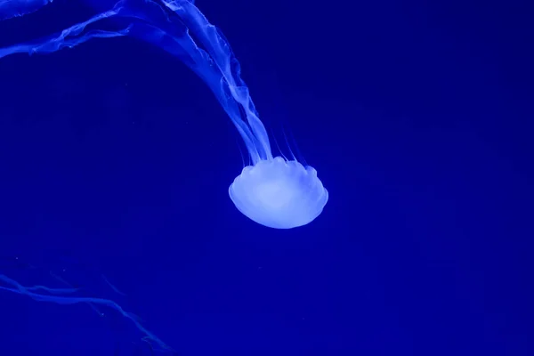 美丽的水母 美杜莎在霓虹灯与鱼 海洋水母的水下生活 令人兴奋的宇宙景观 — 图库照片