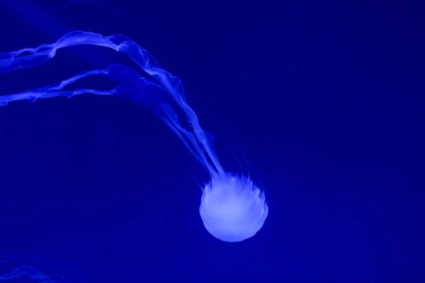 Bellissime Meduse Medusa Alla Luce Neon Con Pesci Vita Sottomarina — Foto Stock