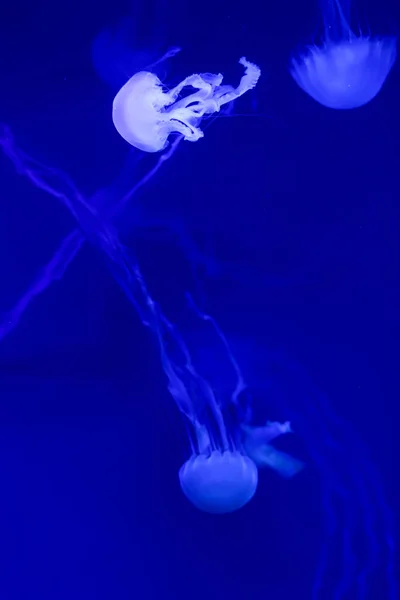 美しいクラ 魚とネオンの光の中のメデューサ 海クラ ゲの水中生活 刺激的で 宇宙の光景 — ストック写真