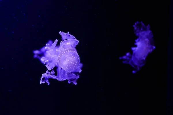 Schöne Quallen Medusa Neonlicht Mit Den Fischen Unterwasserleben Meeresquallen Aufregender — Stockfoto