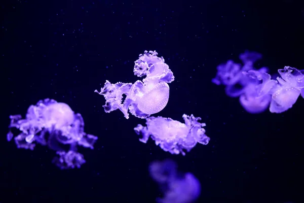 Belle Méduse Méduse Dans Lumière Néon Avec Les Poissons Underwater — Photo