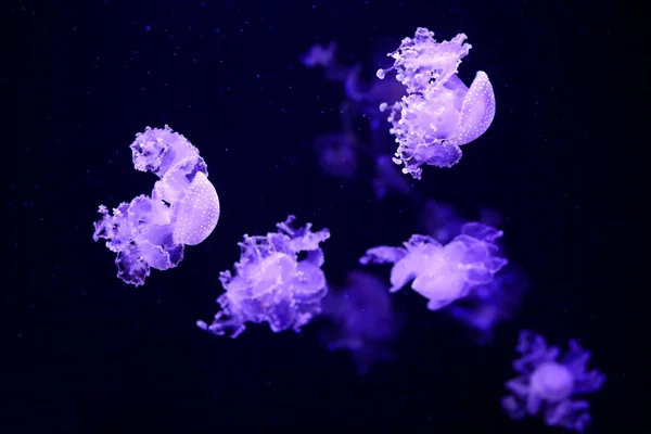 Hermosas Medusas Medusa Luz Neón Con Los Peces Vida Submarina — Foto de Stock
