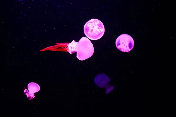 Güzel denizanası, medusa neon ışık ile balıkçı. Okyanus deniz anası sualtı hayatta. heyecan verici ve kozmik görme