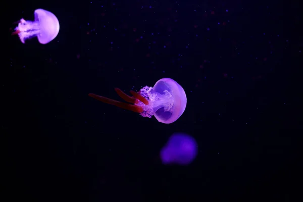 Alforreca Bonita Medusa Luz Néon Com Peixes Vida Subaquática Medusas — Fotografia de Stock