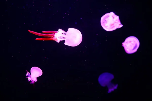 Beautiful Jellyfish Medusa Neon Light Fishes Underwater Life Ocean Jellyfish — Stock Photo, Image