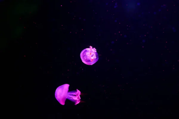 Beautiful Jellyfish Medusa Neon Light Fishes Underwater Life Ocean Jellyfish — Stock Photo, Image