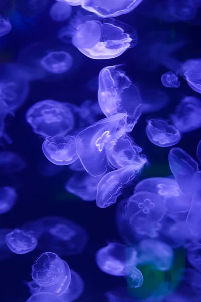 Beautiful jellyfish, medusa in the neon light with the fishes. Underwater life in ocean jellyfish. exciting and cosmic sight