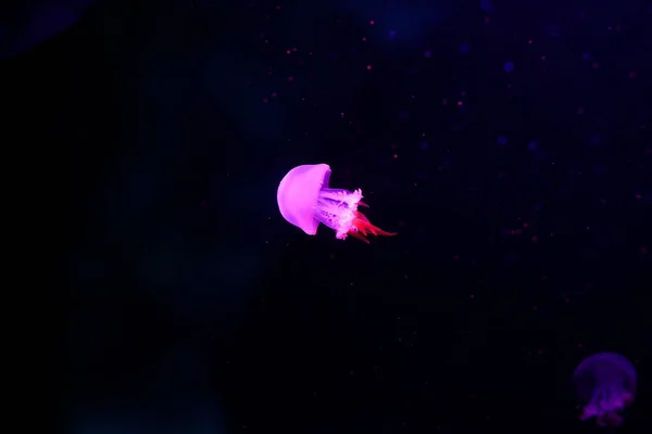 Alforreca Bonita Medusa Luz Néon Com Peixes Vida Subaquática Medusas — Fotografia de Stock