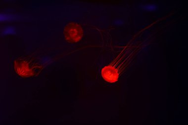 Güzel denizanası, medusa neon ışık ile balıkçı. Okyanus deniz anası sualtı hayatta. heyecan verici ve kozmik görme