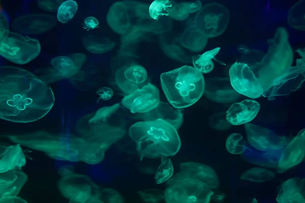 Όμορφη Μέδουσες Μέδουσα Στο Νέον Φως Ψάρια Υποβρύχιες Ζωής Ωκεανό — Φωτογραφία Αρχείου