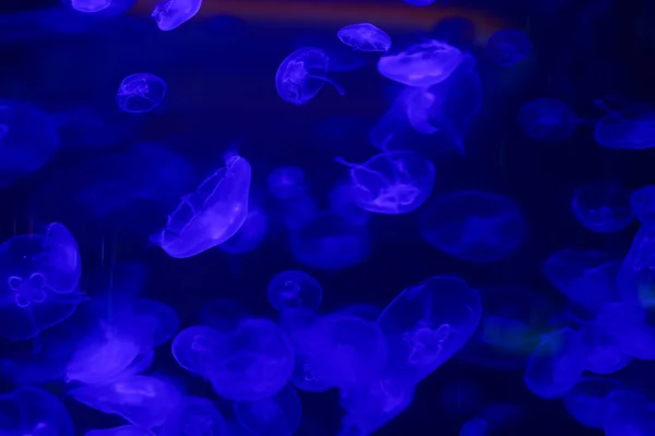 Beautiful Jellyfish Medusa Neon Light Fishes Underwater Life Ocean Jellyfish — Stock Photo, Image