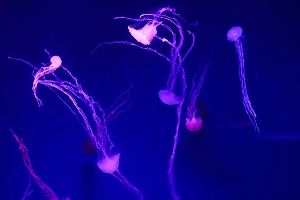 Vackra Maneter Medusa Neon Med Fiskar Undervattenslivet Ocean Maneter Spännande — Stockfoto