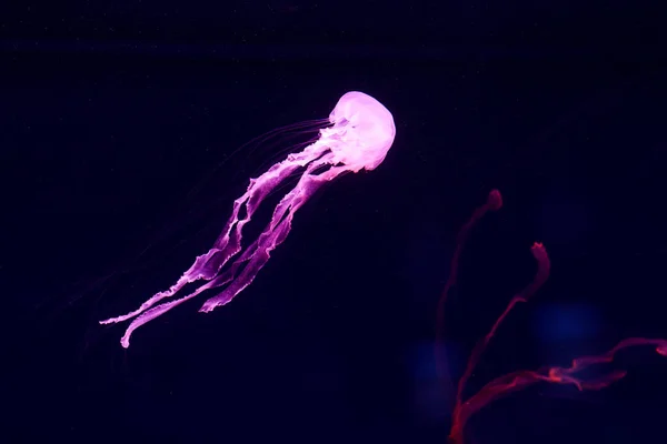Güzel denizanası, medusa neon ışık ile balıkçı. Okyanus deniz anası sualtı hayatta. heyecan verici ve kozmik görme