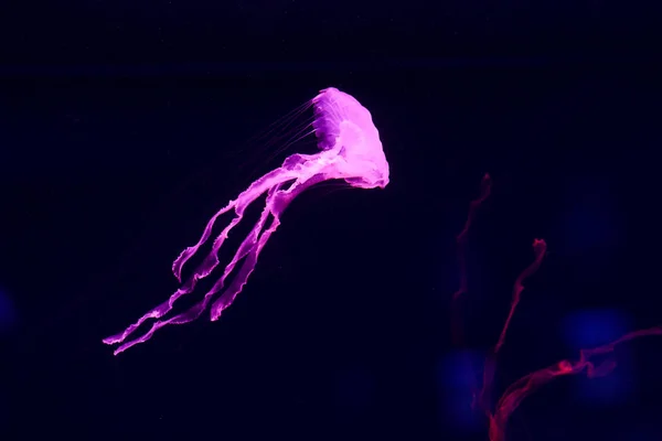 Schöne Quallen Medusa Neonlicht Mit Den Fischen Unterwasserleben Meeresquallen Aufregender — Stockfoto