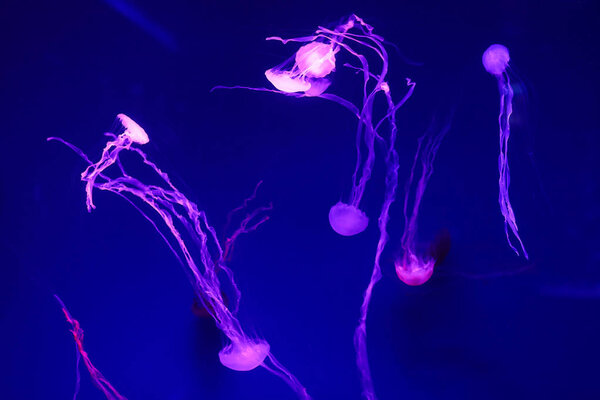 Beautiful jellyfish, medusa in the neon light with the fishes. Underwater life in ocean jellyfish. exciting and cosmic sight