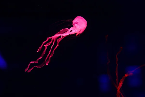 Красиві Медузи Медуза Неоновому Світлі Рибами Підводне Життя Океанічних Медузах — стокове фото