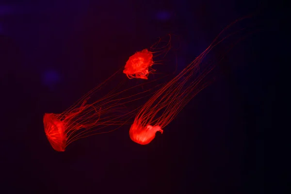 Güzel denizanası, medusa neon ışık ile balıkçı. Okyanus deniz anası sualtı hayatta. heyecan verici ve kozmik görme
