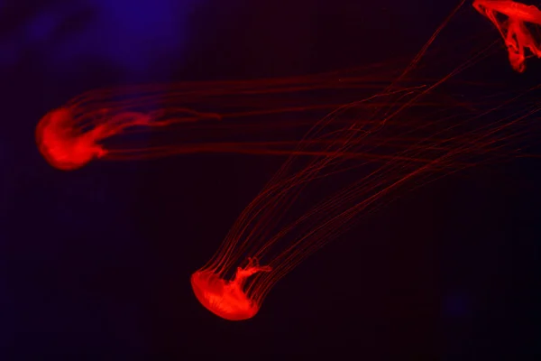 美しいクラ 魚とネオンの光の中のメデューサ 海クラ ゲの水中生活 刺激的で 宇宙の光景 — ストック写真