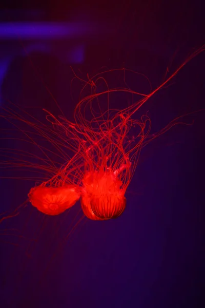 Bellissime Meduse Medusa Alla Luce Neon Con Pesci Vita Sottomarina — Foto Stock