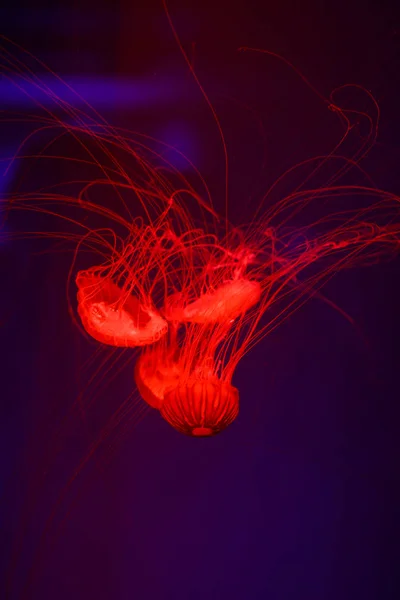 Beautiful Jellyfish Medusa Neon Light Fishes Underwater Life Ocean Jellyfish — Stock Photo, Image