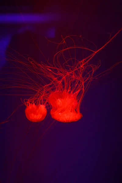 Belle Méduse Méduse Dans Lumière Néon Avec Les Poissons Underwater — Photo