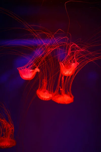 Güzel Denizanası Medusa Neon Işık Ile Balıkçı Okyanus Deniz Anası — Stok fotoğraf
