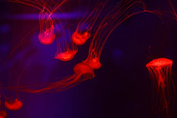 Красиві Медузи Медуза Неоновому Світлі Рибами Підводне Життя Океанічних Медузах — стокове фото
