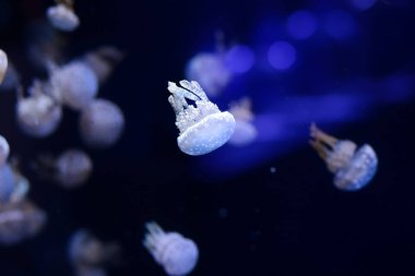 Güzel denizanası, medusa neon ışık ile balıkçı. Okyanus deniz anası sualtı hayatta. heyecan verici ve kozmik görme