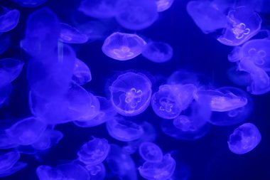 Güzel denizanası, medusa neon ışık ile balıkçı. Okyanus deniz anası sualtı hayatta. heyecan verici ve kozmik görme