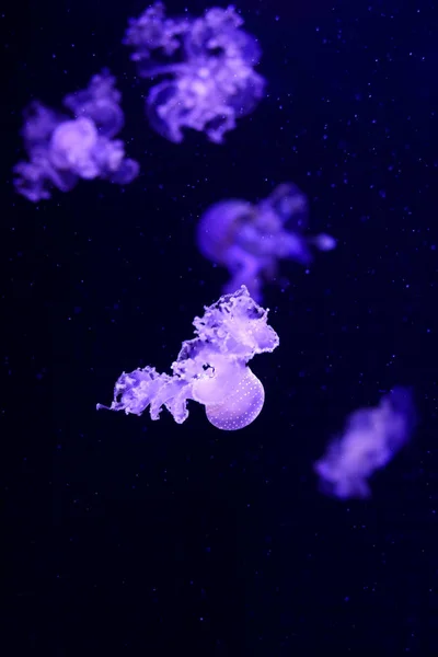 美丽的水母 美杜莎在霓虹灯与鱼 海洋水母的水下生活 令人兴奋的宇宙景观 — 图库照片