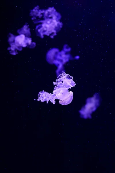 Beautiful Jellyfish Medusa Neon Light Fishes Underwater Life Ocean Jellyfish — Stock Photo, Image