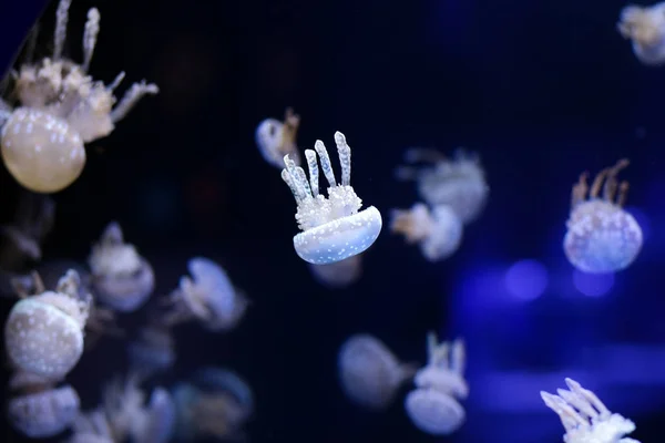 Alforreca Bonita Medusa Luz Néon Com Peixes Vida Subaquática Medusas — Fotografia de Stock