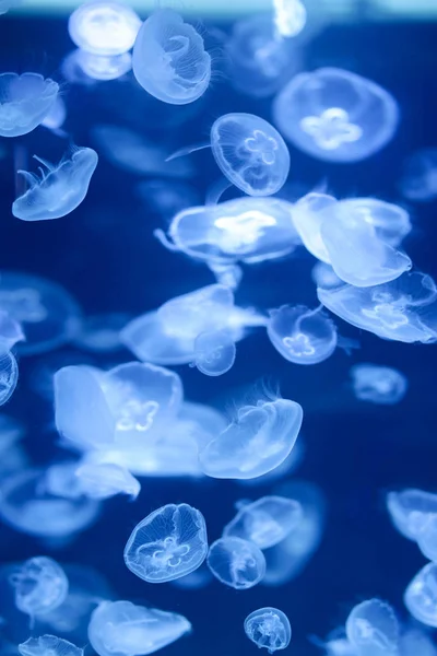 Belle Méduse Méduse Dans Lumière Néon Avec Les Poissons Underwater — Photo