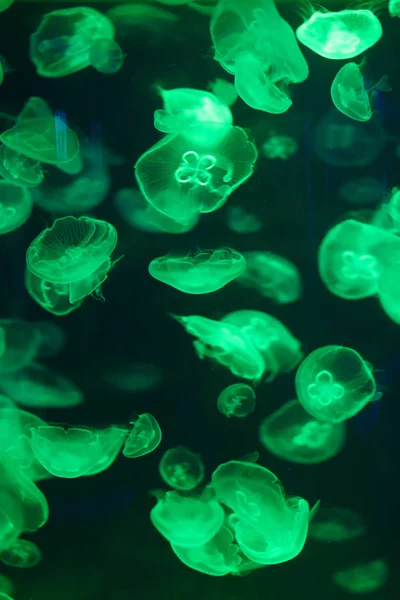 Beautiful jellyfish, medusa in the neon light with the fishes. Underwater life in ocean jellyfish. exciting and cosmic sight